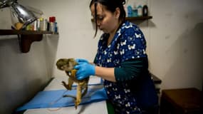 Un singe soigné par  Nicole Rivera Helbig, la vétérinaire responsable du centre de désintoxication pour primates, le 6 octobre 2015 à Peñaflor