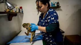 Un singe soigné par  Nicole Rivera Helbig, la vétérinaire responsable du centre de désintoxication pour primates, le 6 octobre 2015 à Peñaflor