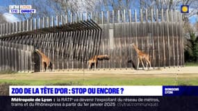 Lyon: faut-il fermer le zoo du parc de la Tête d'Or?