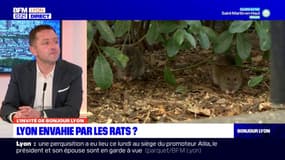 Prolifération des rats à Lyon: quel risque pour la santé et la ville?