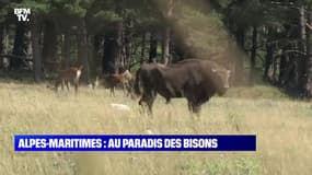 Alpes-Maritimes : au paradis des bisons - 19/07