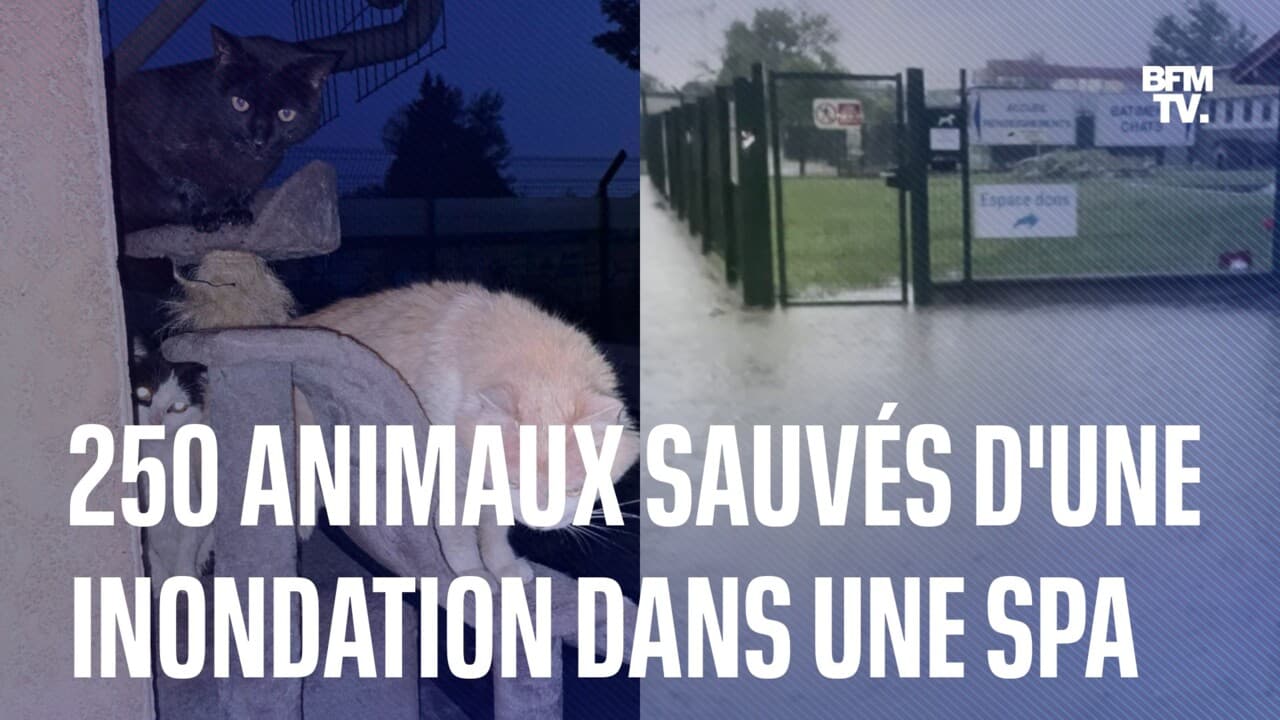 250 animaux ont été pris au piège dans une inondation après un violent orage à la SPA de Lyon