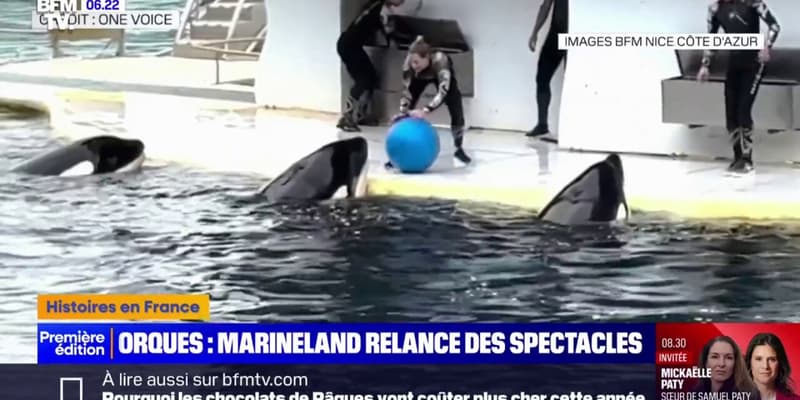 Marineland: les orques reprendront les spectacles malgré l'opposition des associations