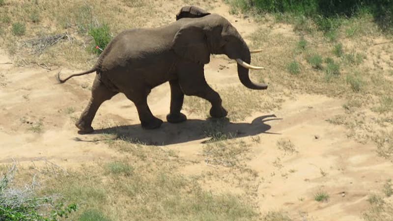 Un éléphant au Kenya, en décembre 2015.