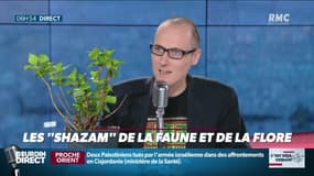 La chronique d'Anthony Morel : Les "Shazam" de la faune et de la flore - 20/03