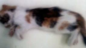 La photo du chaton porteur de la rage, diffusée le 31 octobre 2013 par la Direction générale de la santé