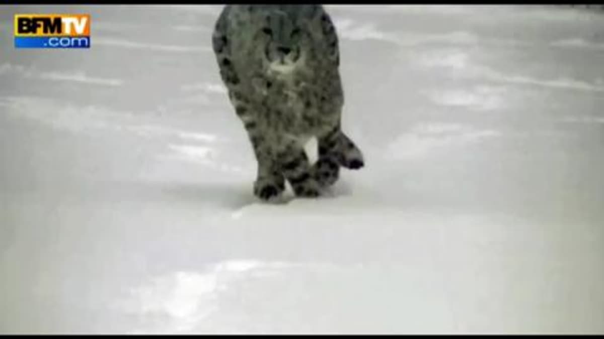 placeholder video