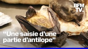  Chauve-souris, pangolin, crocodile…Les douanes de l'aéroport de Roissy trouvent chaque jour des espèces sauvages dans les valises des voyageurs 