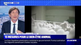 15 mesures pour le bien-être animal - 28/01