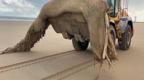 Le cétacé a été évacué de la place ce mardi matin.