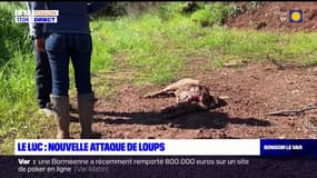 Le Luc: au moins 17 brebis tuées dans une nouvelle attaque de loups