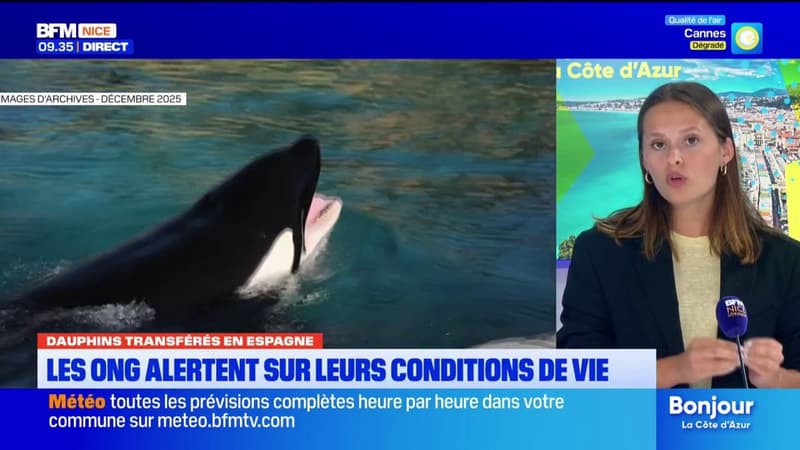 Dauphins de Marineland transférés en Espagne : les ONG alertent sur leurs conditions de vie