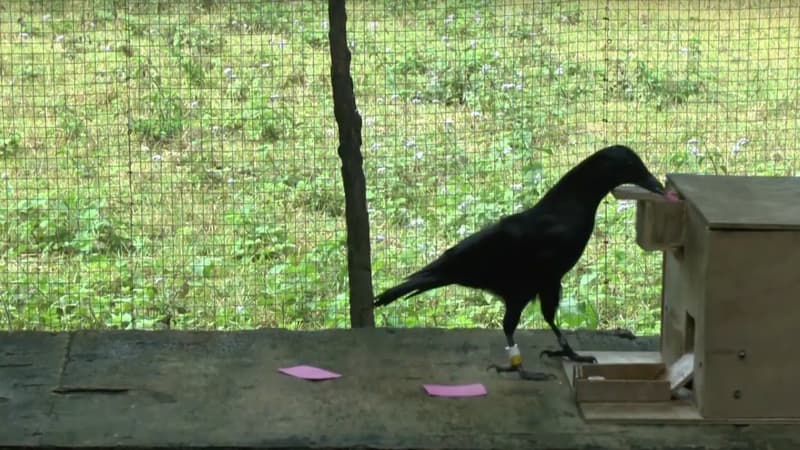 Un des corbeaux étudié par l'université d'Auckland découpe un grand papier en petits morceaux afin d'obtenir une récompense. 