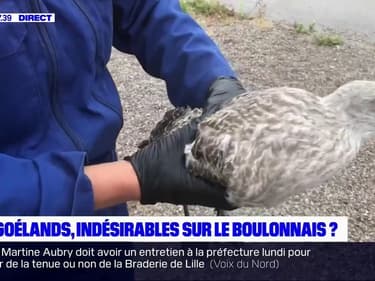 Les goélands, indésirables dans le Boulonnais?