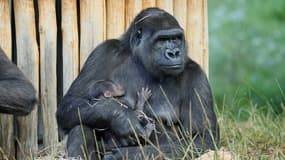 La  femelle Ybana et son bébé gorille né le 6 août 2024 au zoo de La Palmyre