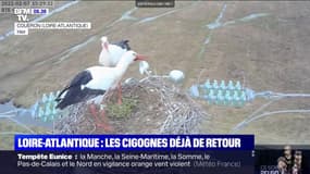En Loire-Atlantique, les cigognes sont déjà de retour
