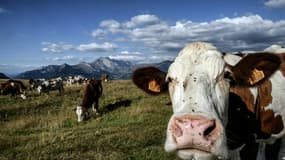 Un troupeau de vaches à La Clusaz, en Haute-Savoie, le 26 août 2022 (illustration)