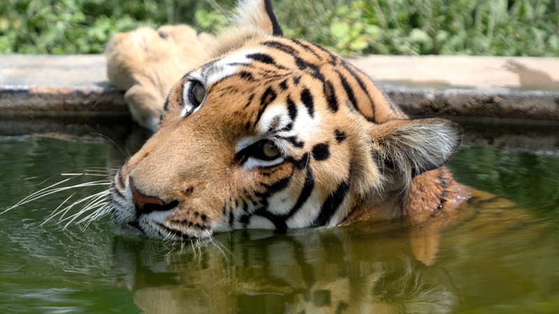 Un tigre du Bengale au zoo de Chennaï, en Inde, le 24 juillet 2018.