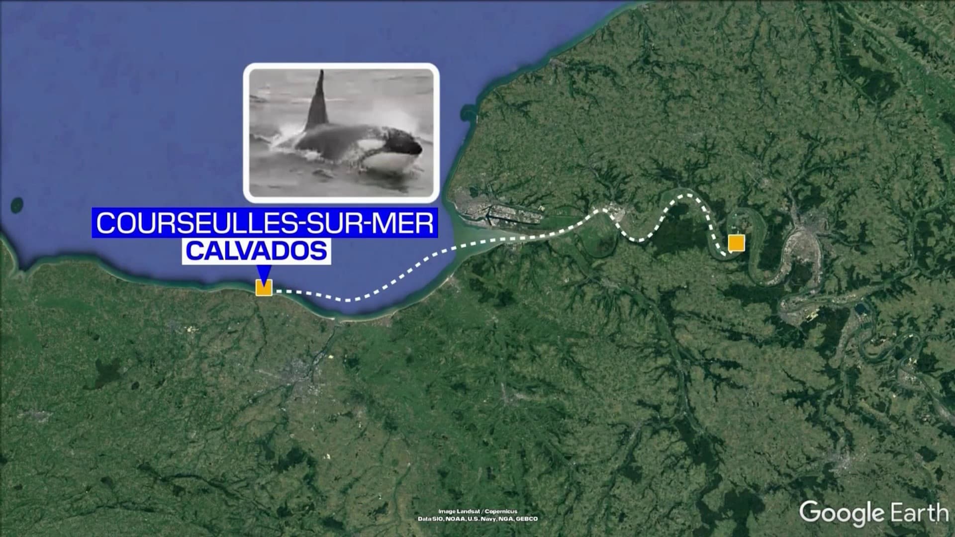 Chemin parcouru par l'orque présente dans la baie de la Seine depuis le début du mois d'avril Chemin parcouru par l'orque présente dans la baie de la Seine depuis le début du mois d'avril