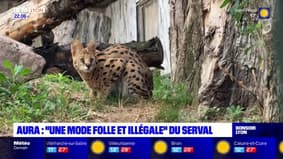 Auvergne-Rhône-Alpes: le nombre de serval, pourtant interdit en France, augmente dans la région