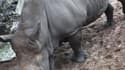 Des tags découverts sur le dos d'un rhinocéros au zoo de la Palmyre