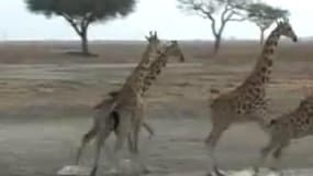 Le parc de Waza, au nord du Cameroun, est une réserve appréciée des touristes et un vivier pour les preneurs d'otages venus du Nigéria.