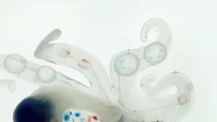 Octobot ressemble à une pieuvre Octobot ressemble à une pieuvre