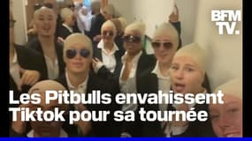 Après l'annonce de sa tournée, les Pitbulls envahissent Tiktok 
