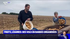 Inflation: des agriculteurs témoignent d'une augmentation des vols de pommes de terre et légumes de saison