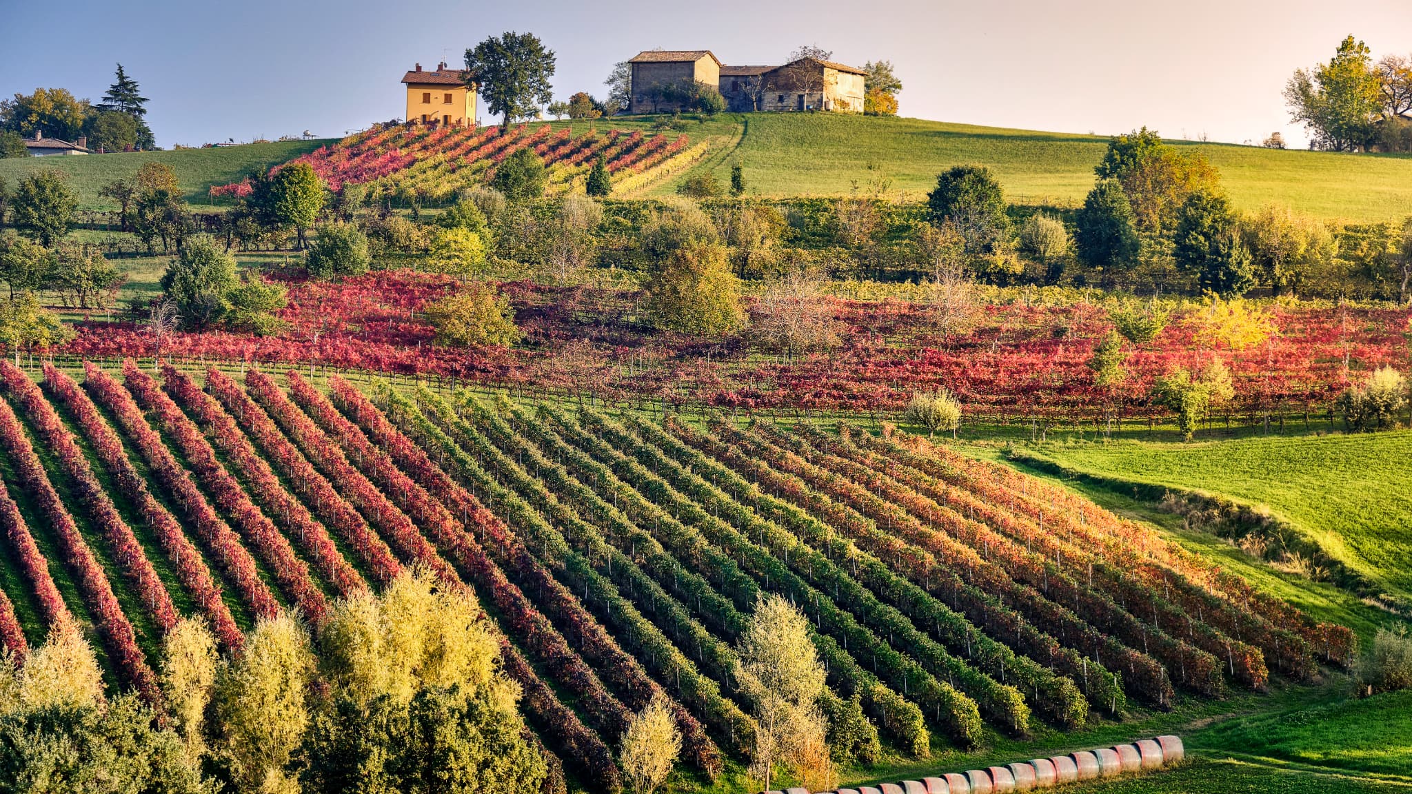 L'ITALIE RESTE LE PREMIER PRODUCTION MONDIAL DE VIN, LOIN DEVANT LA FRANCE DONT LES VIGNOBLES ONT SOUFFERT DE LA CHALEUR
