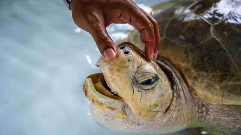 Zanzibar: 8 enfants meurent après avoir mangé de la tortue de mer