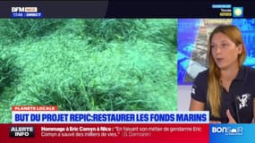 Planète locale du lundi 2 septembre - But du projet REPIC : restaurer les fonds marins