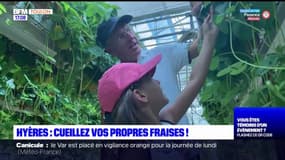 A Hyères, il est possible de cueillir ses propres fraises 