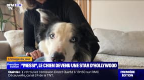 L'image du jour : "Messi", le chien devenu une star d'Hollywood - 14/02