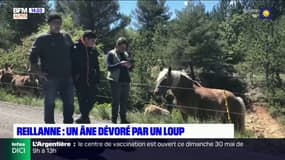 Alpes-de-Haute-Provence: une ânesse et son ânon dévorés par un loup à Reillanne