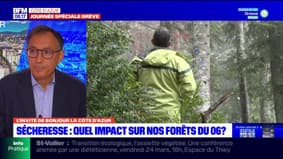Sécheresse dans les Alpes-Maritimes: quels impacts sur les forêts ?