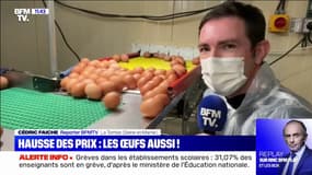 Le prix des œufs va-t-il augmenter? BFMTV répond à vos questions