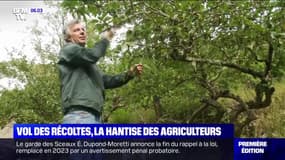 Le vol de fruits et légumes, un fléau qui s'intensifie dans les Pyrénées-Orientales