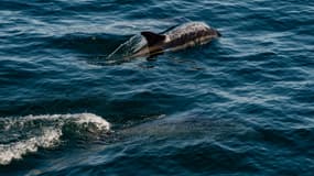 Deux dauphins dans le golfe du Maine, dans le Massachusetts, le 8 mai 2023. (Photo d'illustration)