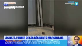Les rats, l'enfer de ces résidents marseillais