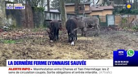 Après six ans de recherche, la dernière ferme de Lyon est sauvée