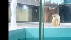  Cet hôtel chinois exhibe des ours polaires