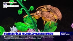 Paris: les espèces microscopiques en lumière au Jardin des Plantes