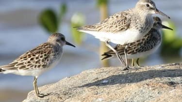 Depuis plus de 20 ans Biotope propose son expertise écologique aux entreprises: aménager des territoires peut s'avérer aussi très intéressant économiquement.