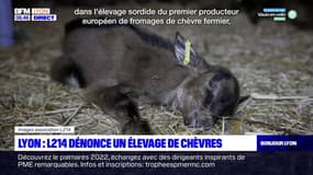 L'association lyonnaise L214 dénonce un élevage de chèvres en Saône-et-Loire