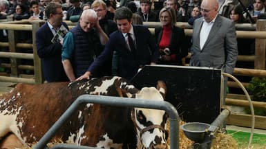 Le Premier ministre français Gabriel Attal (C) caresse la vache normande "Oreillette" lors de sa visite au Salon international de l'agriculture à Paris, le 27 février 2024.
