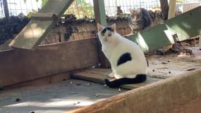 60.000 chats errants sont présents dans la métropole de Lyon.