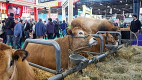 Des visiteurs passent devant des vaches limousines lors du 60e Salon international de l'agriculture le deuxième jour de son ouverture, au parc des expositions de la Porte de Versailles à Paris, le 25 février 2024.