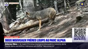 "L'été chez vous" à Nice part à la découverte des nouveaux loups du parc Alpha