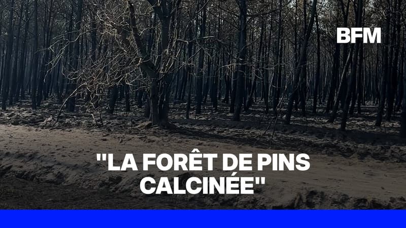Incendie en Gironde: la forêt de pins calcinée sur la route du Cap Ferret